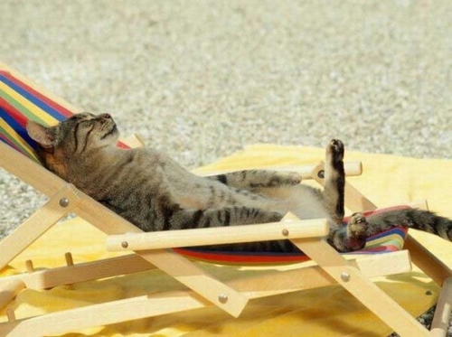cat-beach-chair-large-msg-130411204484.jpg